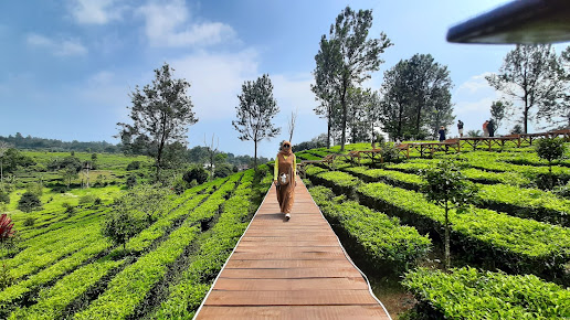 Puncak